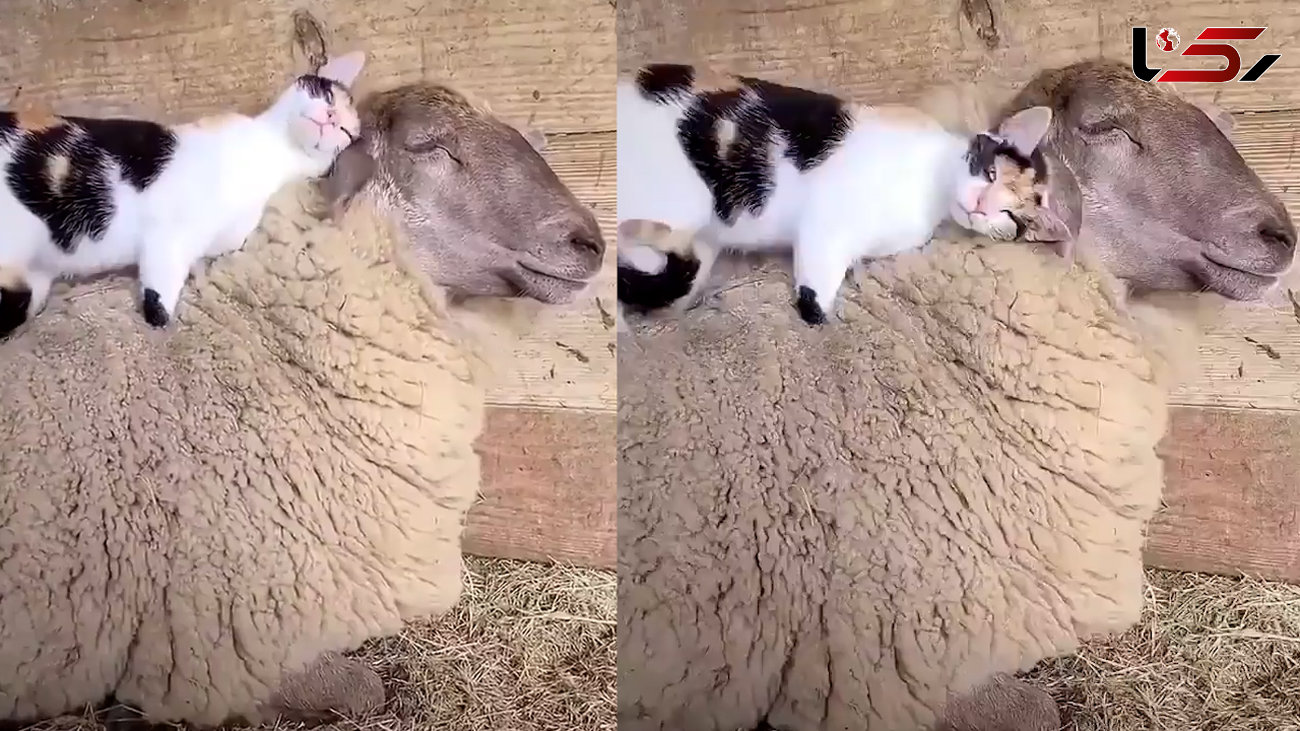 دوستی عاشقانه یک گربه با گوسفند + فیلم حیرت انگیز