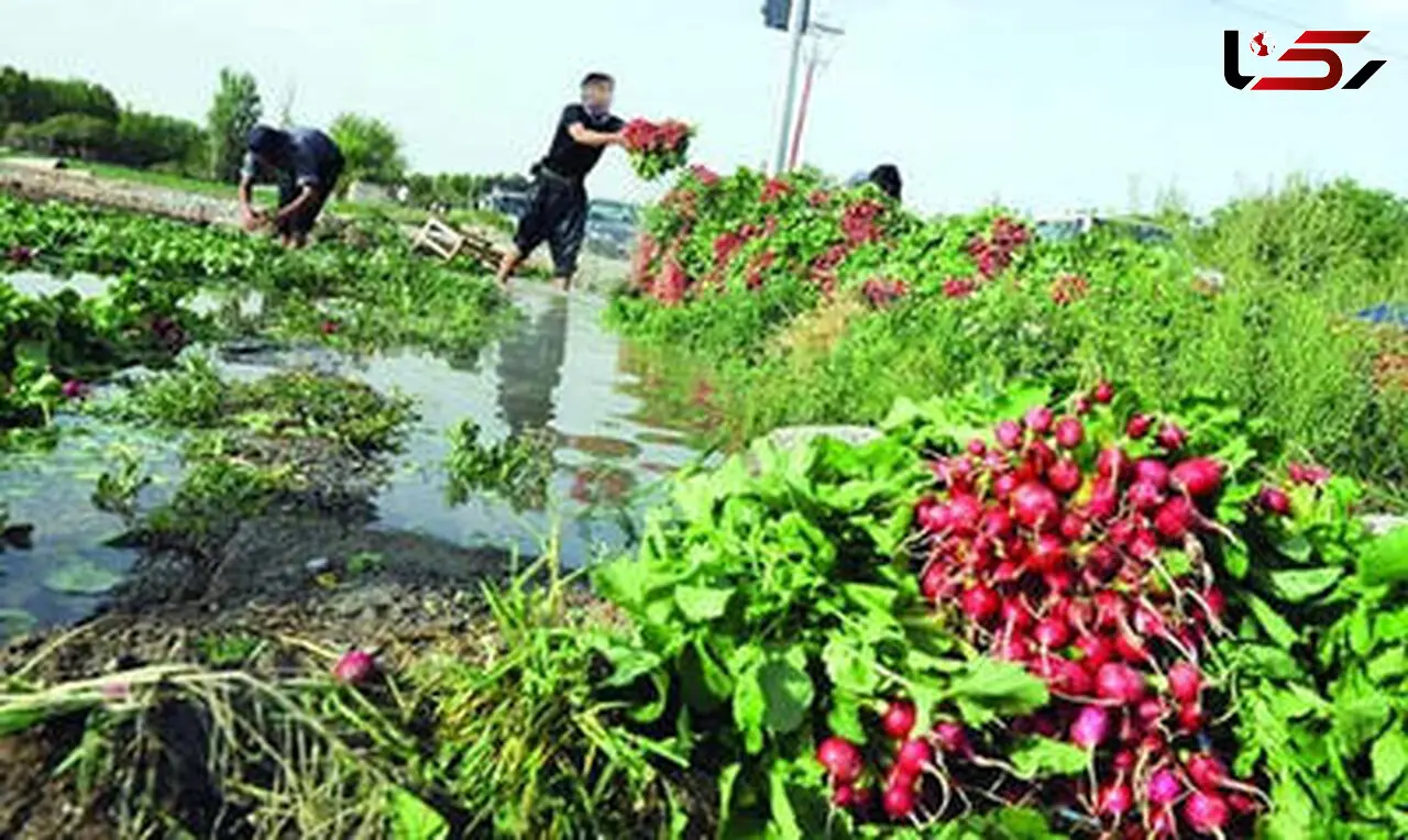 سبزی می‌کارند آلودگی درو می‌کنند