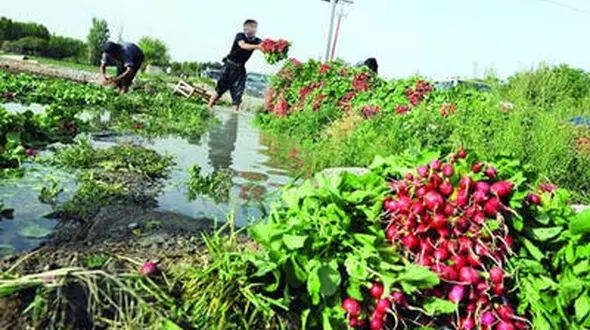 سبزی می‌کارند آلودگی درو می‌کنند