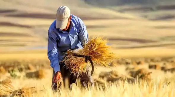 قطع برق به چاه های کشاورزی هم رسید / تولید مملکت و زندگی کشاورزان در خطر است!