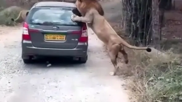 حمله شیر وحشی به خودرو توریست‌ها + فیلم و عکس