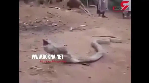 بلای دردناکی که بطری پلاستیکی بر سر مار کبری آورد+فیلم