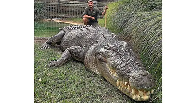 عاقبت شوخی با کروکدیل سه متری + فیلم