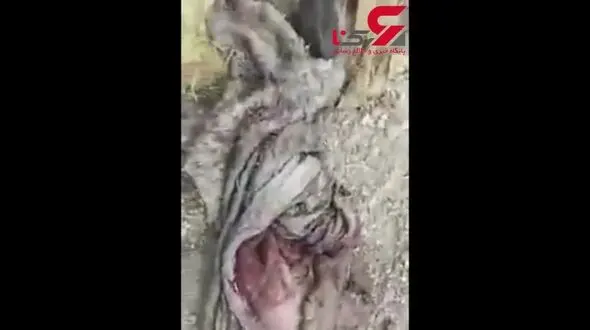 نجات 15 الاغ از دست قصاب پلید اصفهانی + تصویر