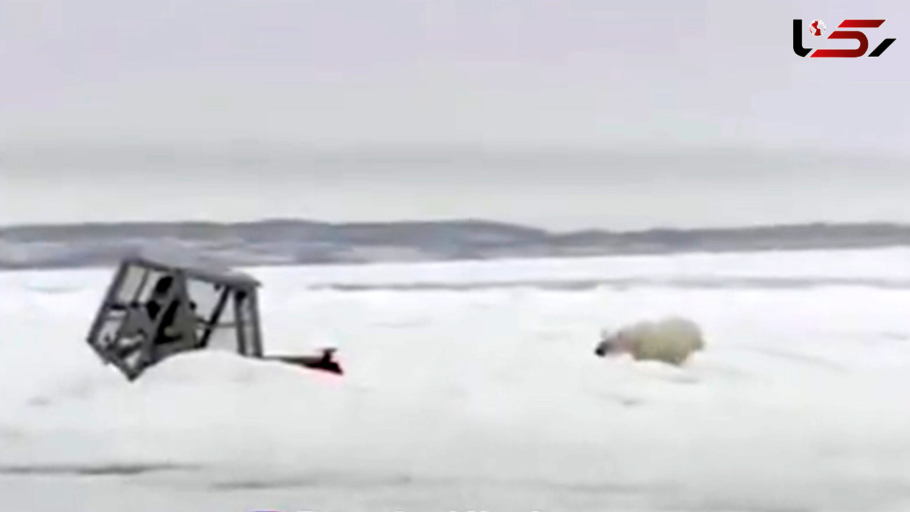 لحظات ترسناک حمله خرس قطبی به مرد ماجراجو + فیلم