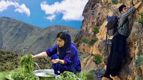 رازهای پخت قورمه سبزی سنتی با سبزی‌ های کوهی چیست؟ + فیلم