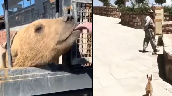 فیلم بوسه مرد ایرانی به صورت خرس وحشی ! / هم آغوشی با حیوانات وحشی خطرناک !