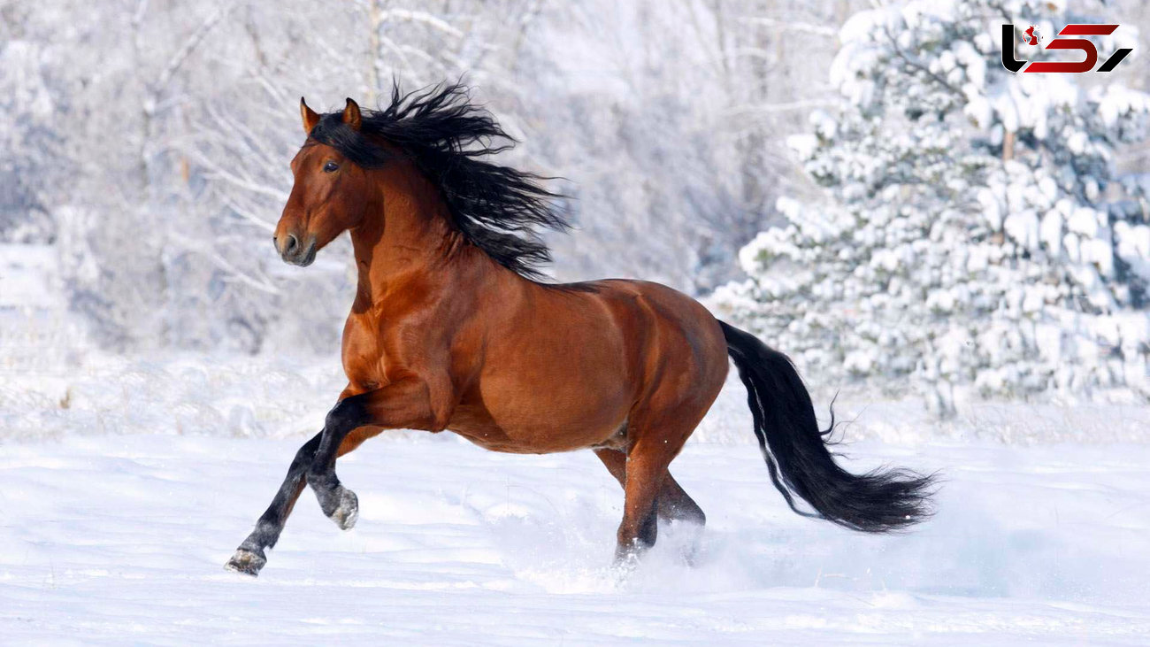 در برف غلطیدن اسب زیبا + فیلم 