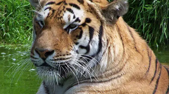 از زیبایی و ابهت مرغ دبیر تا ببر؛ شکارچی نیرومند در دل آب