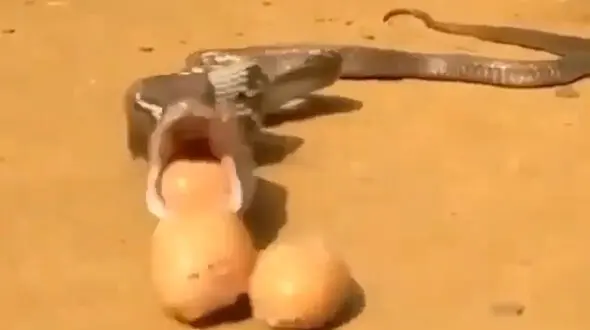 مار شکمو حالت تهوع گرفت + فیلم 