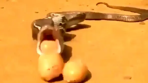 مار شکمو حالت تهوع گرفت + فیلم 