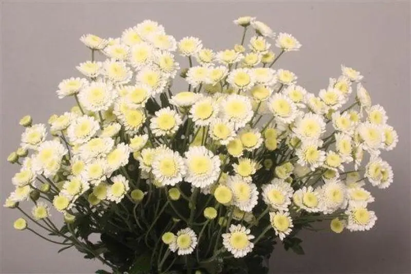 گل داوودی خوشه_ای