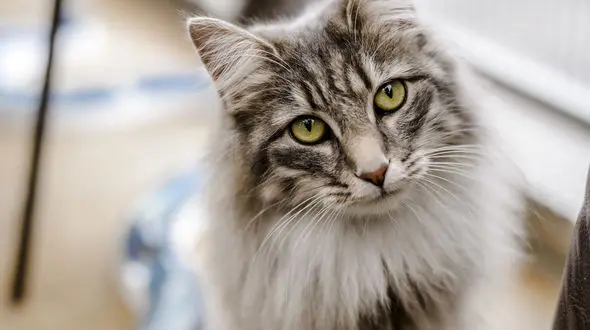 
اسراری جالب درباره گربه ها!/ افشای اسرار عجیب و غریب گربه ها!
