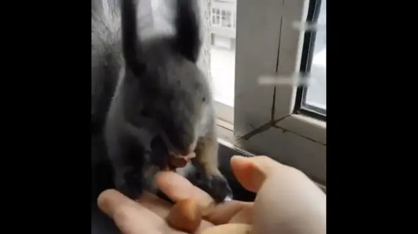 مبادله غذایی سنجاب + فیلم