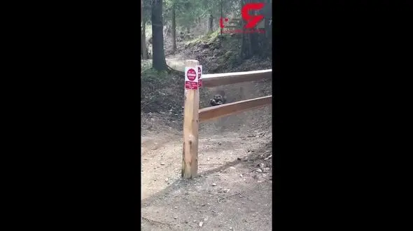 دزدیدن بز نر توسط راسو+فیلم