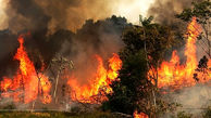 بازداشت عامل آتش سوزی جنگل های دهبکردی