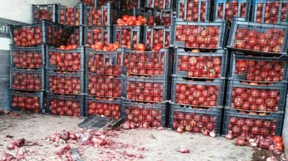 جزییات قاچاق پیاز با کامیون‌های حامل گوجه! + جزییات