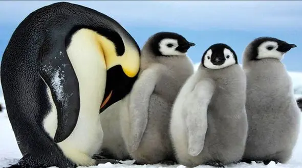 فیلم/ تاکنون شیوه خوابیدن پنگوئن‌ها را دیده بودید؟ 