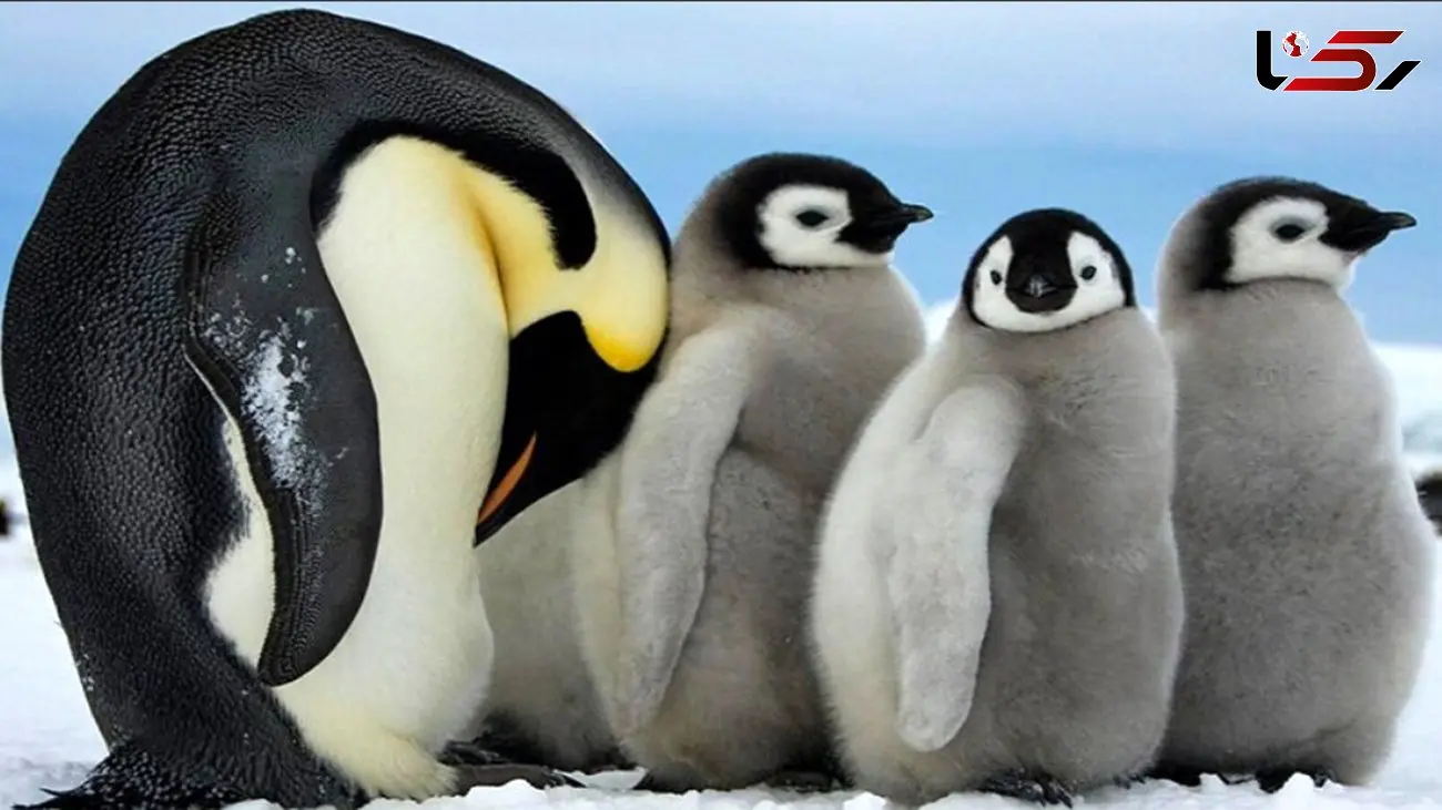 فیلم/ تاکنون شیوه خوابیدن پنگوئن‌ها را دیده بودید؟ 