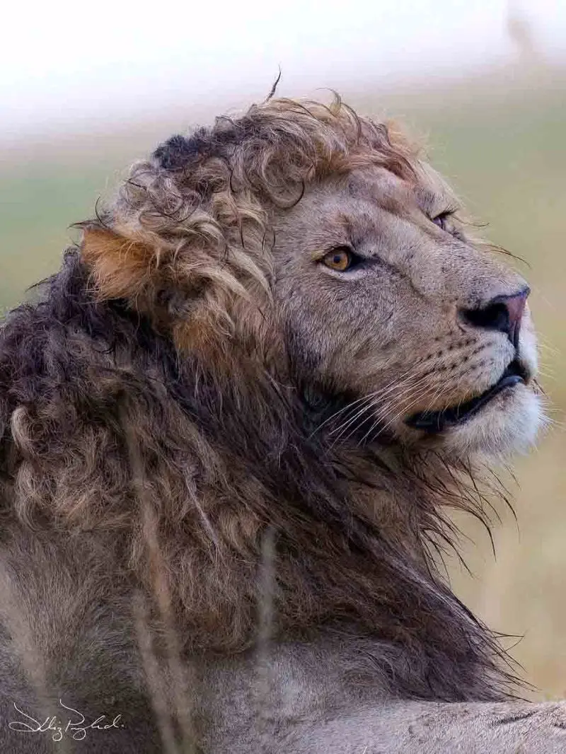 شیر نر موفرفری