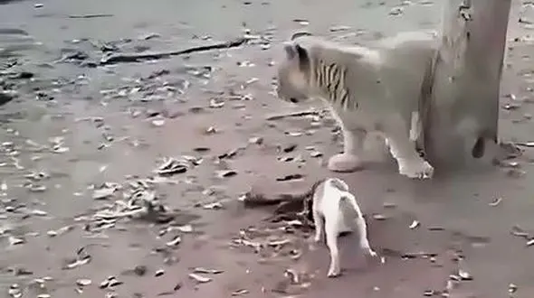 نبرد سگ با بچه شیرها بر سر غذا + فیلم