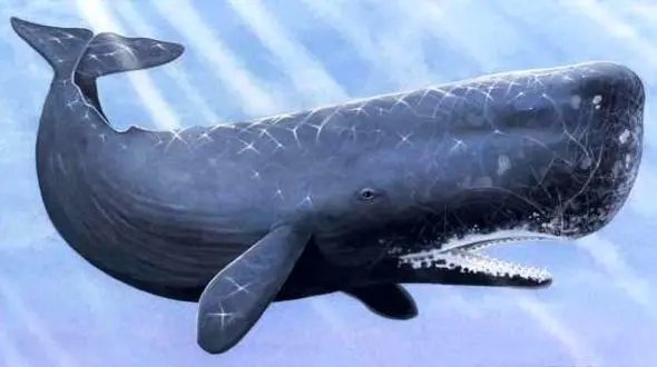 حیوانی عظیم الجثه با مغز 8 کیلویی+عکس