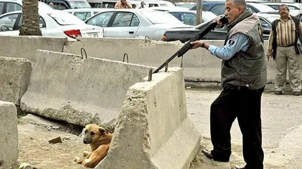 عکس دلخراش از پشت پرده سگ‌ کشی با آمپول اسید در آرادکوه جاده قم 