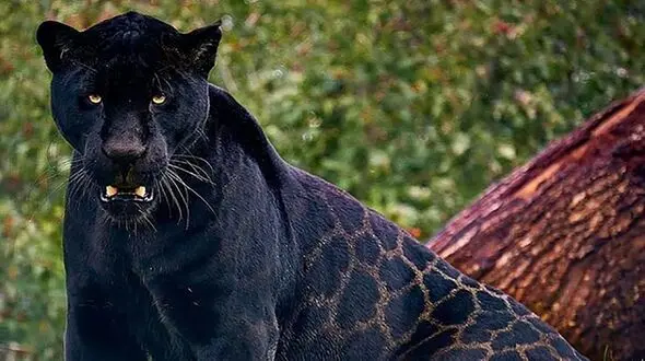 جدال دیدنی جگوار سیاه با مار عظیم الجثه! + فیلم