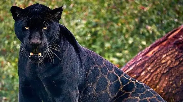 جدال دیدنی جگوار سیاه با مار عظیم الجثه! + فیلم