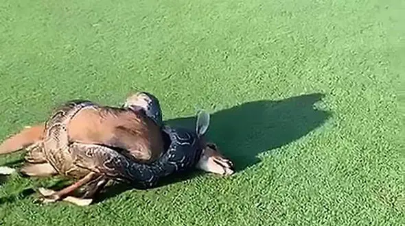 بلعیدن گوزن توسط مار پیتون+عکس