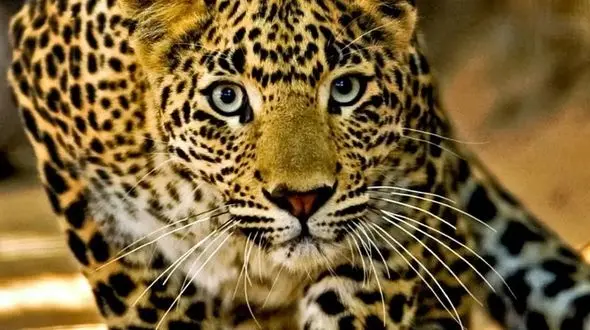 لحظه‌ های شگفت‌ انگیز از هم‌ زیستی در حیات وحش