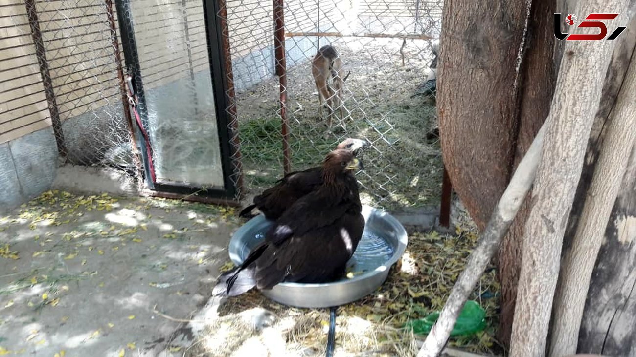 عامل زنده گیری پرندگان شکاری در جیرفت دستگیر شد
