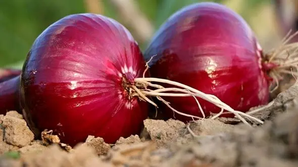 این ماده غذایی اشک آور پیری را به تعویق می اندازد