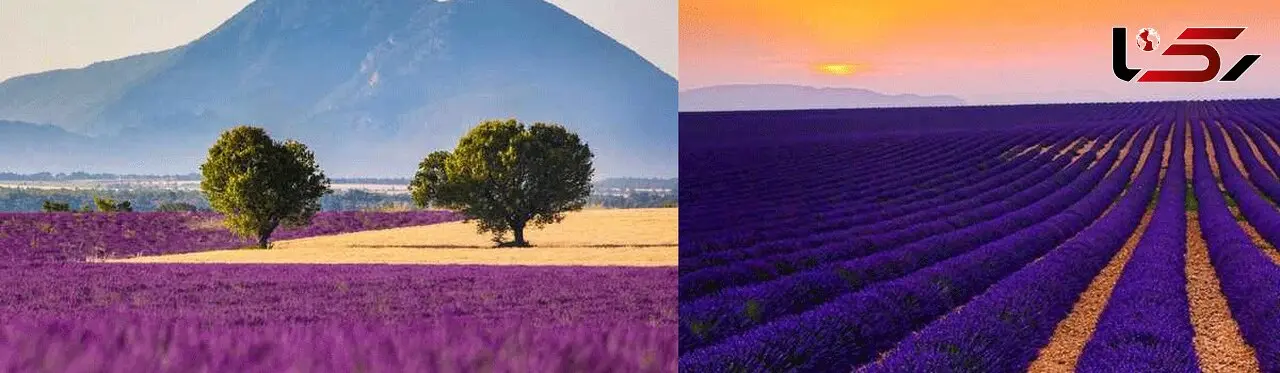  تصاویری زیبا از فلات بنفش فرانسه +فیلم
