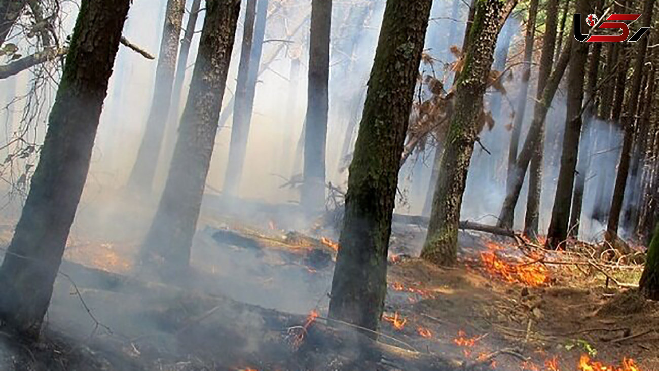 تلاش برای مهار آتش سوزی جنگل کیاسر ادامه دارد/ اعزام بالگرد