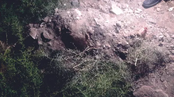 2 قاتل 6 روز با جسدی در صندوق عقب خودرو در مشهد دور دور می کرند