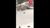 قدم زدن رمانتیک پنگوئن‌ها دست در دست هم+ فیلم