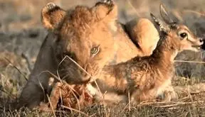 فیلم رفتار شگفت انگیز شیر؛ در آغوش کشیدن آهو به جای شکار کردن!