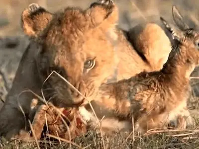 فیلم رفتار شگفت انگیز شیر؛ در آغوش کشیدن آهو به جای شکار کردن!
