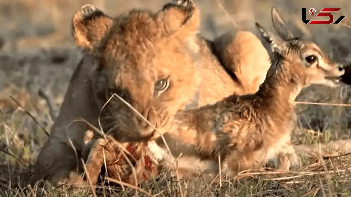 فیلم رفتار شگفت انگیز شیر؛ در آغوش کشیدن آهو به جای شکار کردن!