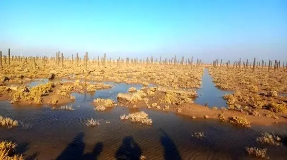 بهمنشیر، شورتر از خلیج فارس؛ این دیگر بحران نیست، اعلان سقوط تعادل زیست‌محیطی است  + فیلم