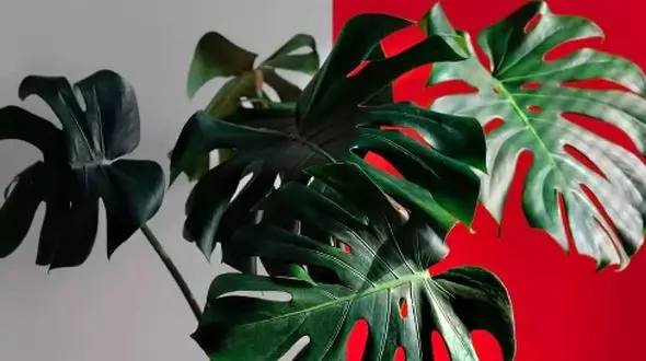 بهترین گیاهان آپارتمانی برای خواب راحت؛ 6 انتخاب عالی + عکس