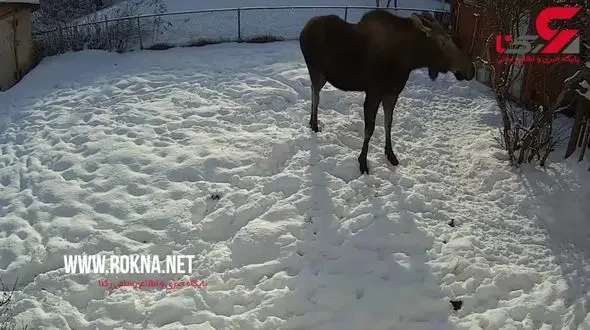 درگیری درشت هیکل ترین گوزن دنیا با سگ کوچک + فیلم