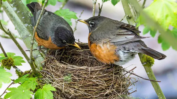 ببینید / لانه سازی عجیب و غریب پرنده ها با موهای آهو + فیلم 