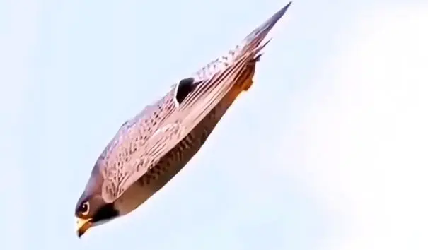 وقتی شاهین شیرجه می‌زند؛ حمله‌ای مرگبار با سرعت گلوله