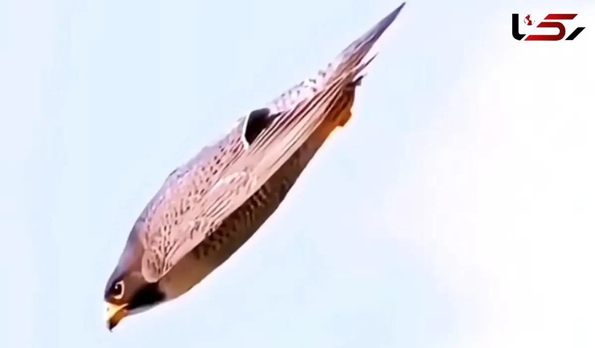 وقتی شاهین شیرجه می‌زند؛ حمله‌ای مرگبار با سرعت گلوله + فیلم