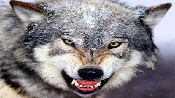 گرگ ها به مرد سرابی حمله کردند