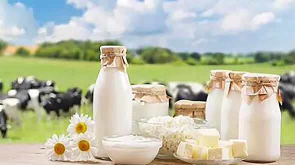 شیر بخوریم چاق می شویم یا لاغر؟