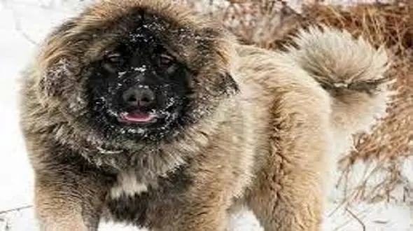 هشدار نسبت به افزایش جمعیت گرگاس ها در ایران