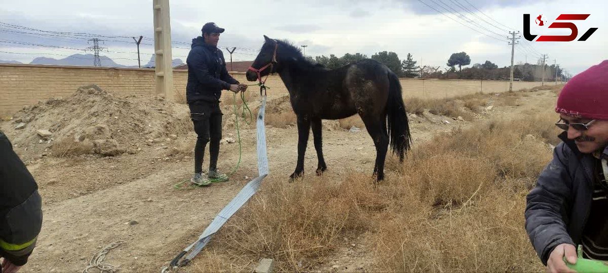 نجات اسب گرفتار از کانال آب!